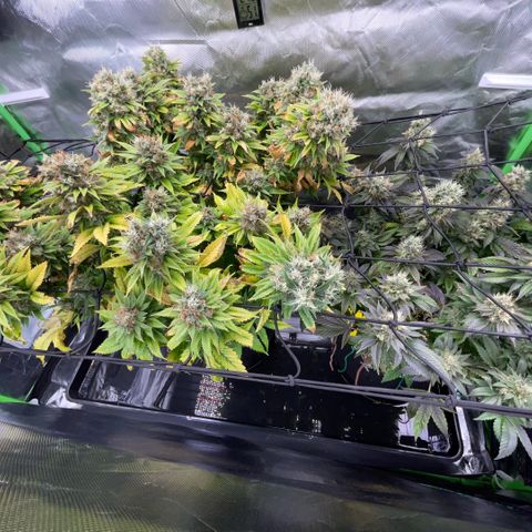 Tangerine Dream Clon #1 by KilliczGe growlog timeline photo