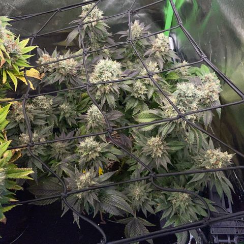 Big Bud 1 Klon 1 by KilliczGe growlog timeline photo