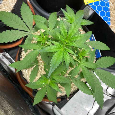 Grape Soda Auto - by KilliczGe growlog timeline photo