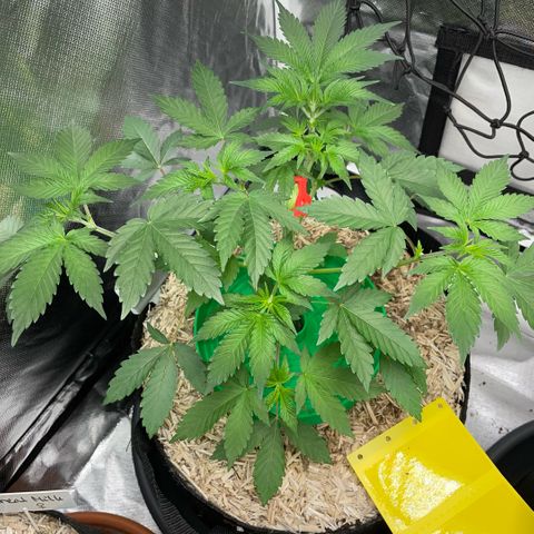 Critical Kush - GwJ Community Award Winning Celebration Grow Part 1 - The Winner - by KilliczGe growlog timeline photo