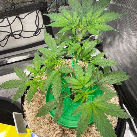 Special Kush 1 - GwJ Community Award Winning Celebration Grow Part 2 -The Price - by KilliczGe growlog timeline photo