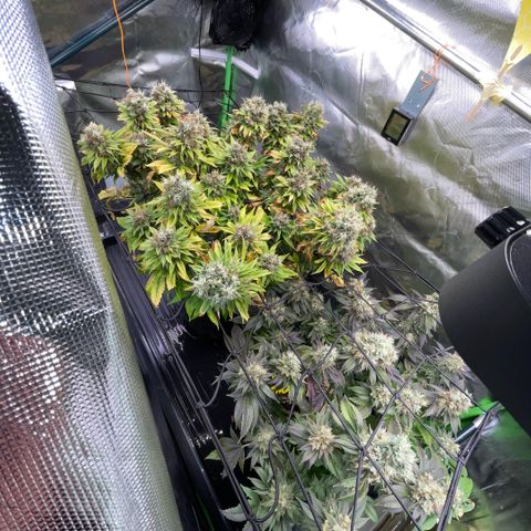 Tangerine Dream Clon #1 by KilliczGe growlog timeline photo