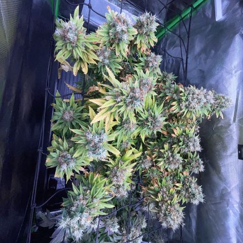 Tangerine Dream Clon #1 by KilliczGe growlog timeline photo