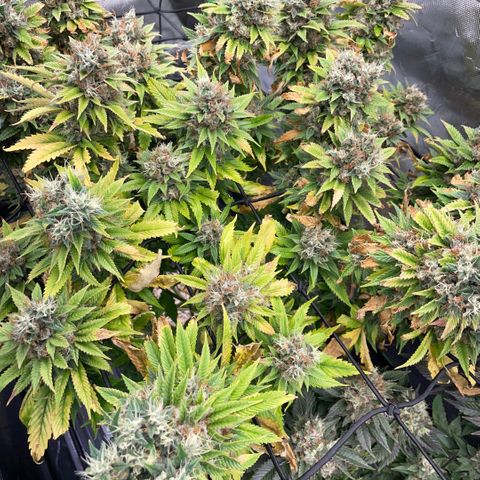 Tangerine Dream Clon #1 by KilliczGe growlog timeline photo