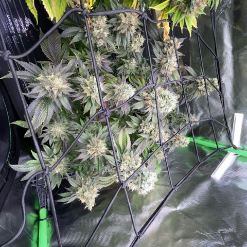 Big Bud 1 Klon 1 by KilliczGe growlog timeline photo