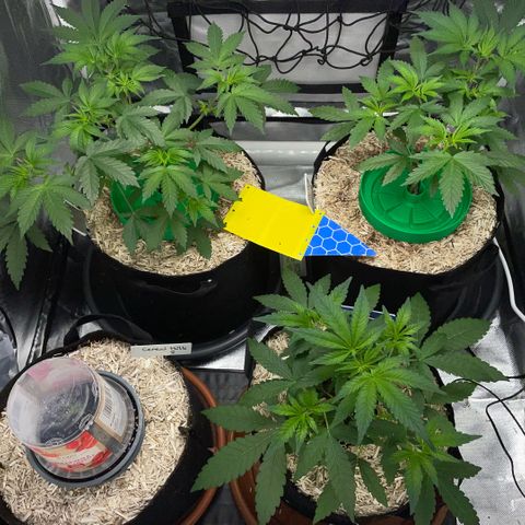 Grape Soda Auto - by KilliczGe growlog timeline photo