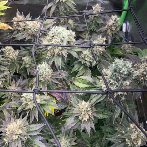 Big Bud 1 Klon 1 by KilliczGe growlog timeline photo