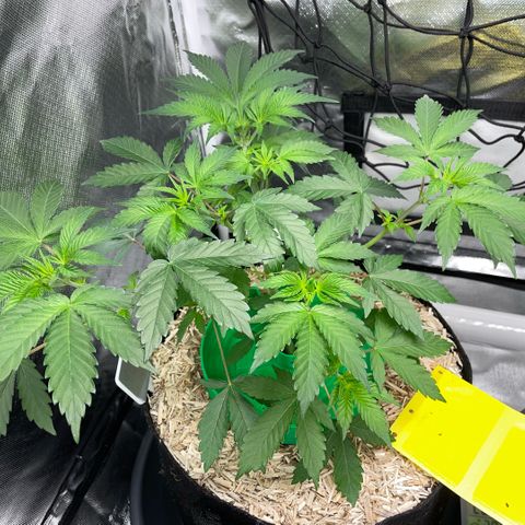 Critical Kush - GwJ Community Award Winning Celebration Grow Part 1 - The Winner - by KilliczGe growlog timeline photo