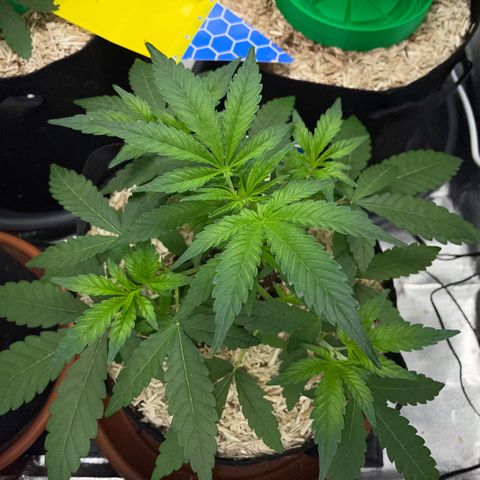 Grape Soda Auto - by KilliczGe growlog timeline photo