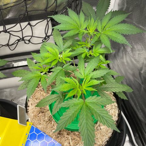 Special Kush 1 - GwJ Community Award Winning Celebration Grow Part 2 -The Price - by KilliczGe growlog timeline photo