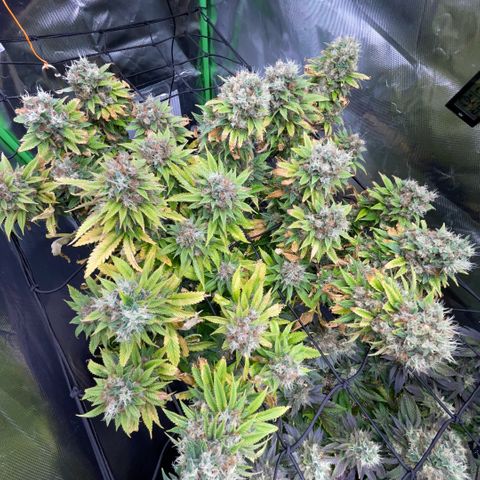 Tangerine Dream Clon #1 by KilliczGe growlog timeline photo