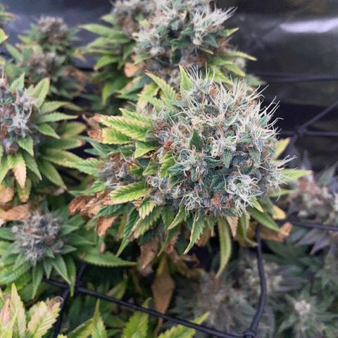 Tangerine Dream Clon #1 by KilliczGe growlog timeline photo