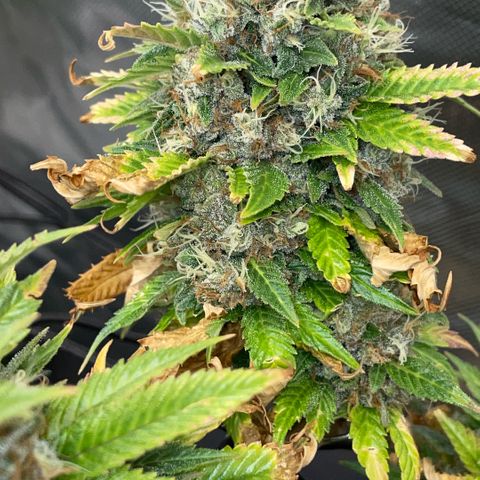 Tangerine Dream Clon #1 by KilliczGe growlog timeline photo