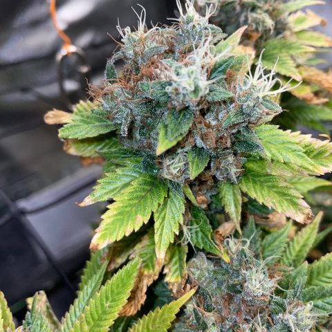 Tangerine Dream Clon #1 by KilliczGe growlog timeline photo