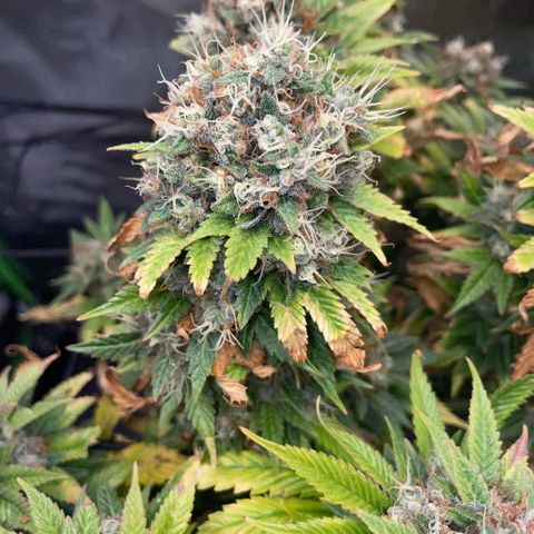 Tangerine Dream Clon #1 by KilliczGe growlog timeline photo