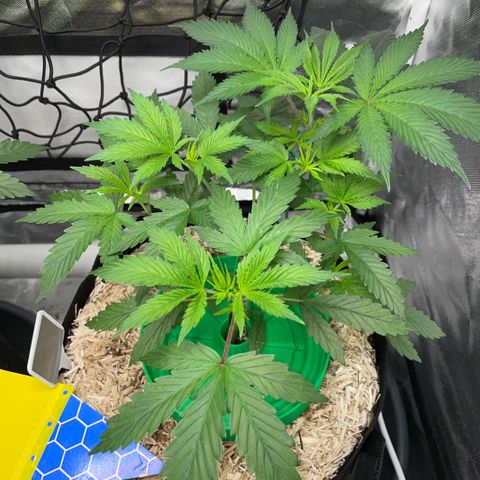 Special Kush 1 - GwJ Community Award Winning Celebration Grow Part 2 -The Price - by KilliczGe growlog timeline photo