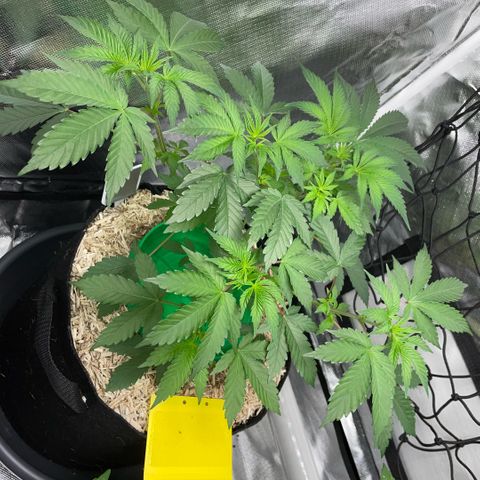 Critical Kush - GwJ Community Award Winning Celebration Grow Part 1 - The Winner - by KilliczGe growlog timeline photo
