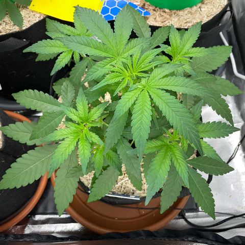 Grape Soda Auto - by KilliczGe growlog timeline photo