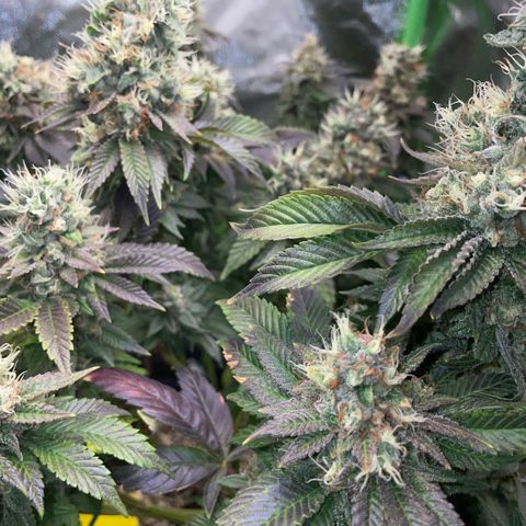 Big Bud 1 Klon 1 by KilliczGe growlog timeline photo