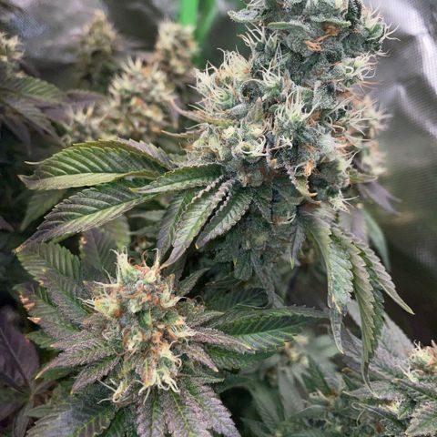 Big Bud 1 Klon 1 by KilliczGe growlog timeline photo