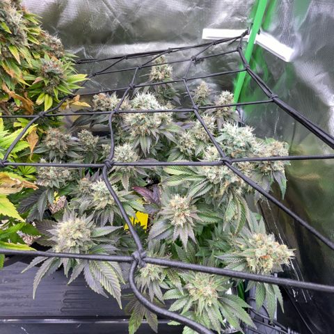 Big Bud 1 Klon 1 by KilliczGe growlog timeline photo