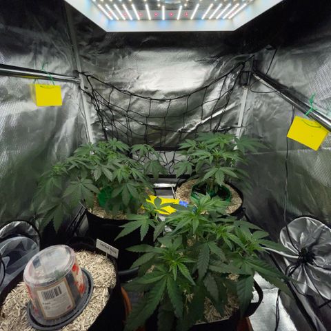 Grape Soda Auto - by KilliczGe growlog timeline photo