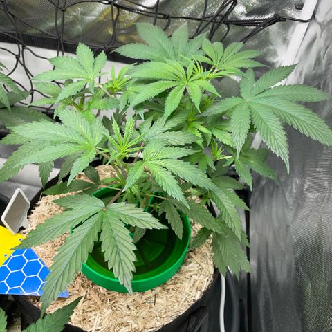 Special Kush 1 - GwJ Community Award Winning Celebration Grow Part 2 -The Price - by KilliczGe growlog timeline photo