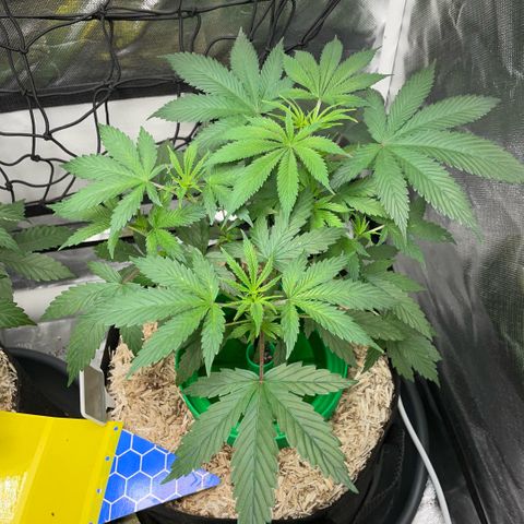 Special Kush 1 - GwJ Community Award Winning Celebration Grow Part 2 -The Price - by KilliczGe growlog timeline photo