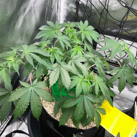 Critical Kush - GwJ Community Award Winning Celebration Grow Part 1 - The Winner - by KilliczGe growlog timeline photo
