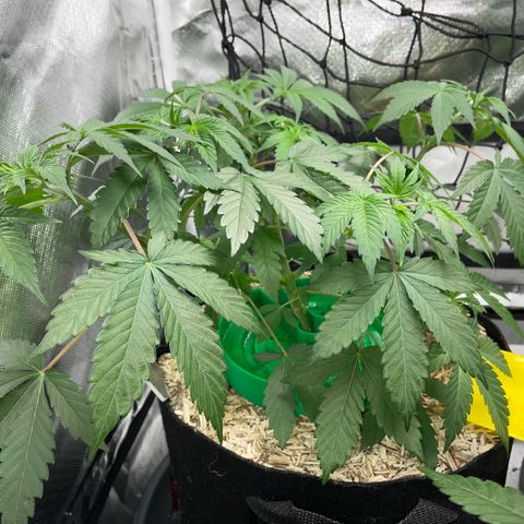 Critical Kush - GwJ Community Award Winning Celebration Grow Part 1 - The Winner - by KilliczGe growlog timeline photo