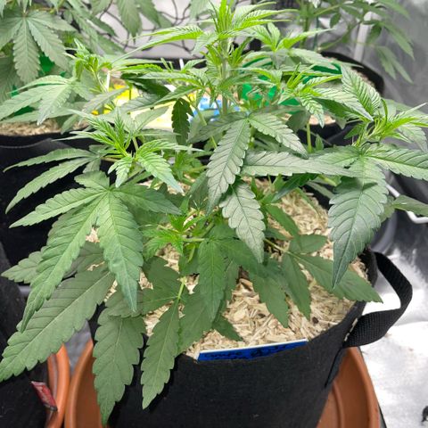 Grape Soda Auto - by KilliczGe growlog timeline photo
