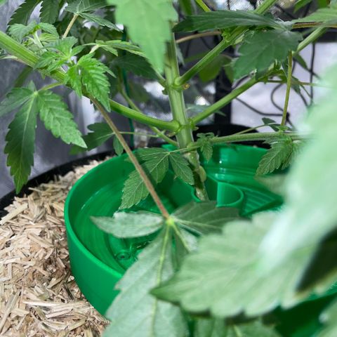 Critical Kush - GwJ Community Award Winning Celebration Grow Part 1 - The Winner - by KilliczGe growlog timeline photo