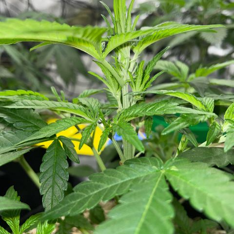 Grape Soda Auto - by KilliczGe growlog timeline photo