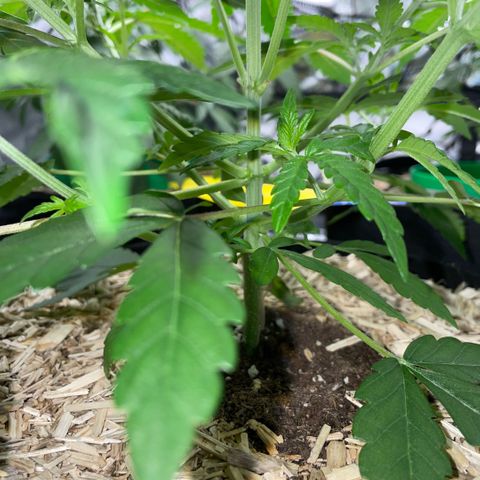 Grape Soda Auto - by KilliczGe growlog timeline photo