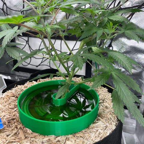 Special Kush 1 - GwJ Community Award Winning Celebration Grow Part 2 -The Price - by KilliczGe growlog timeline photo