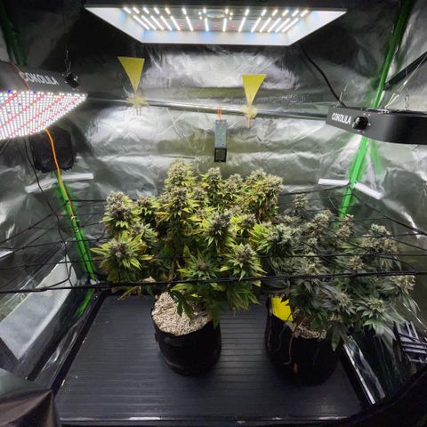Tangerine Dream Clon #1 by KilliczGe growlog timeline photo