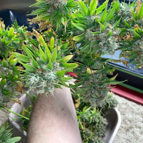 Tangerine Dream Clon #1 by KilliczGe growlog timeline photo