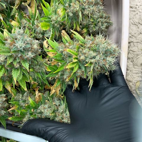 Tangerine Dream Clon #1 by KilliczGe growlog timeline photo
