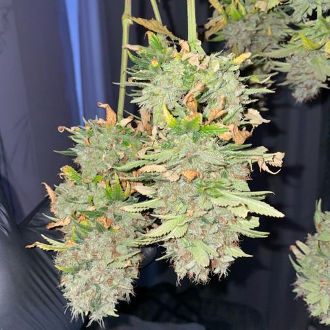 Tangerine Dream Clon #1 by KilliczGe growlog timeline photo