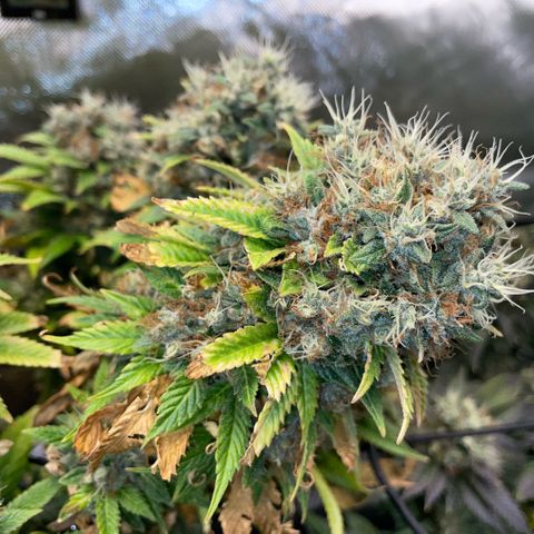 Tangerine Dream Clon #1 by KilliczGe growlog timeline photo