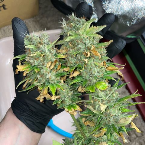 Tangerine Dream Clon #1 by KilliczGe growlog timeline photo