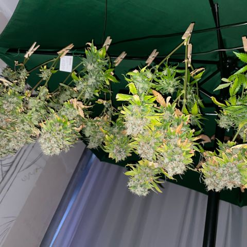Tangerine Dream Clon #1 by KilliczGe growlog timeline photo