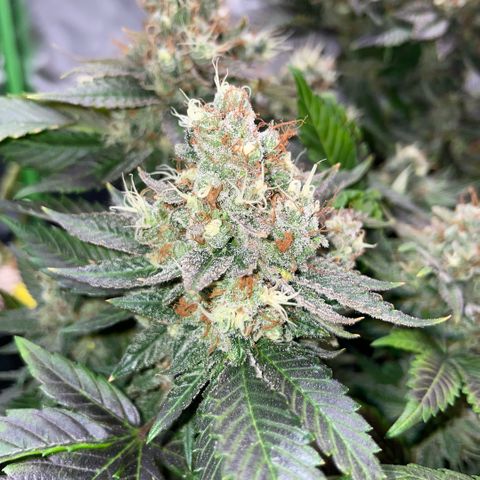 Big Bud 1 Klon 1 by KilliczGe growlog timeline photo