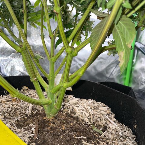 Big Bud 1 Klon 1 by KilliczGe growlog timeline photo