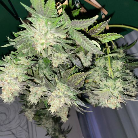 Big Bud 1 Klon 1 by KilliczGe growlog timeline photo