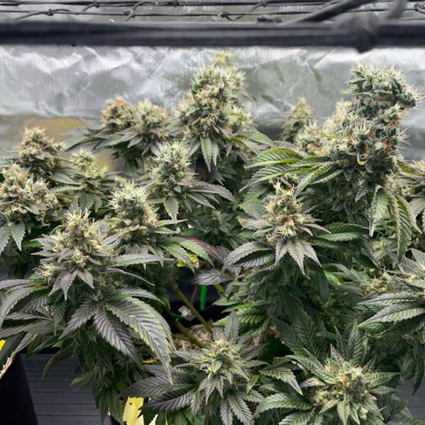 Big Bud 1 Klon 1 by KilliczGe growlog timeline photo