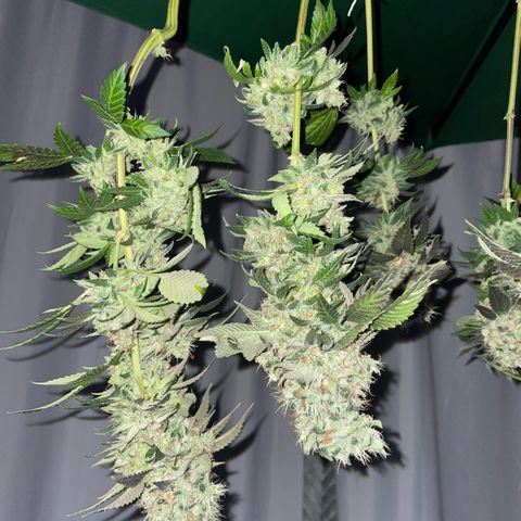 Big Bud 1 Klon 1 by KilliczGe growlog timeline photo