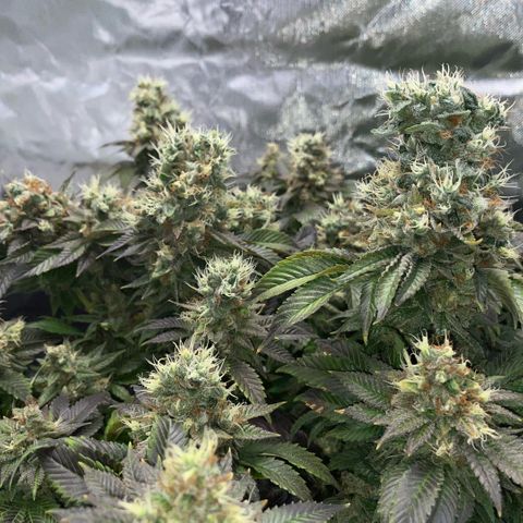 Big Bud 1 Klon 1 by KilliczGe growlog timeline photo