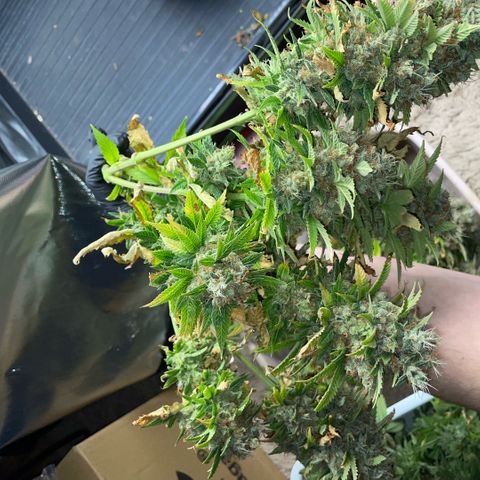Tangerine Dream Clon #1 by KilliczGe growlog timeline photo