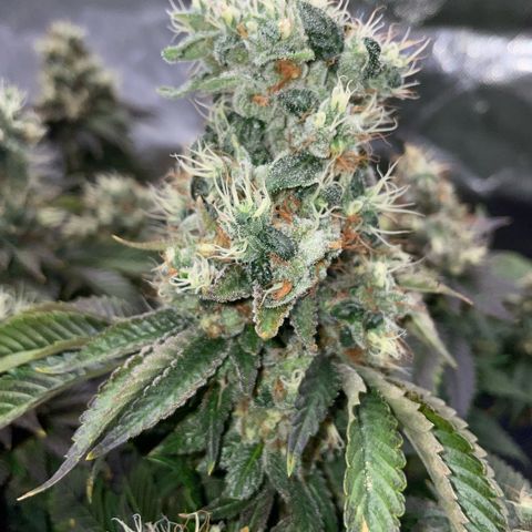 Big Bud 1 Klon 1 by KilliczGe growlog timeline photo